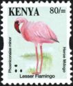 Lesser Flamingo (Phoeniconaias minor)